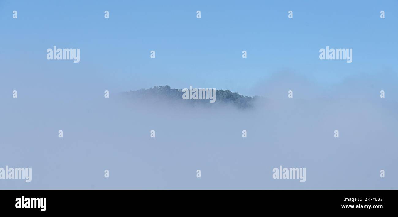forest tree tops peak out from under a blanket of morning fog Stock Photo