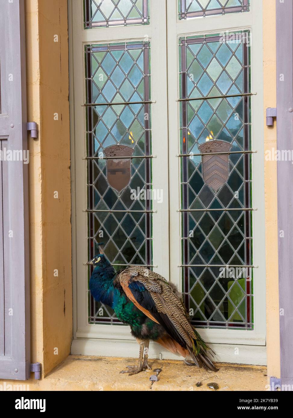 old-ibis258: yellow bird with a purple feathers in the head standing in a  luxurious car facing in front