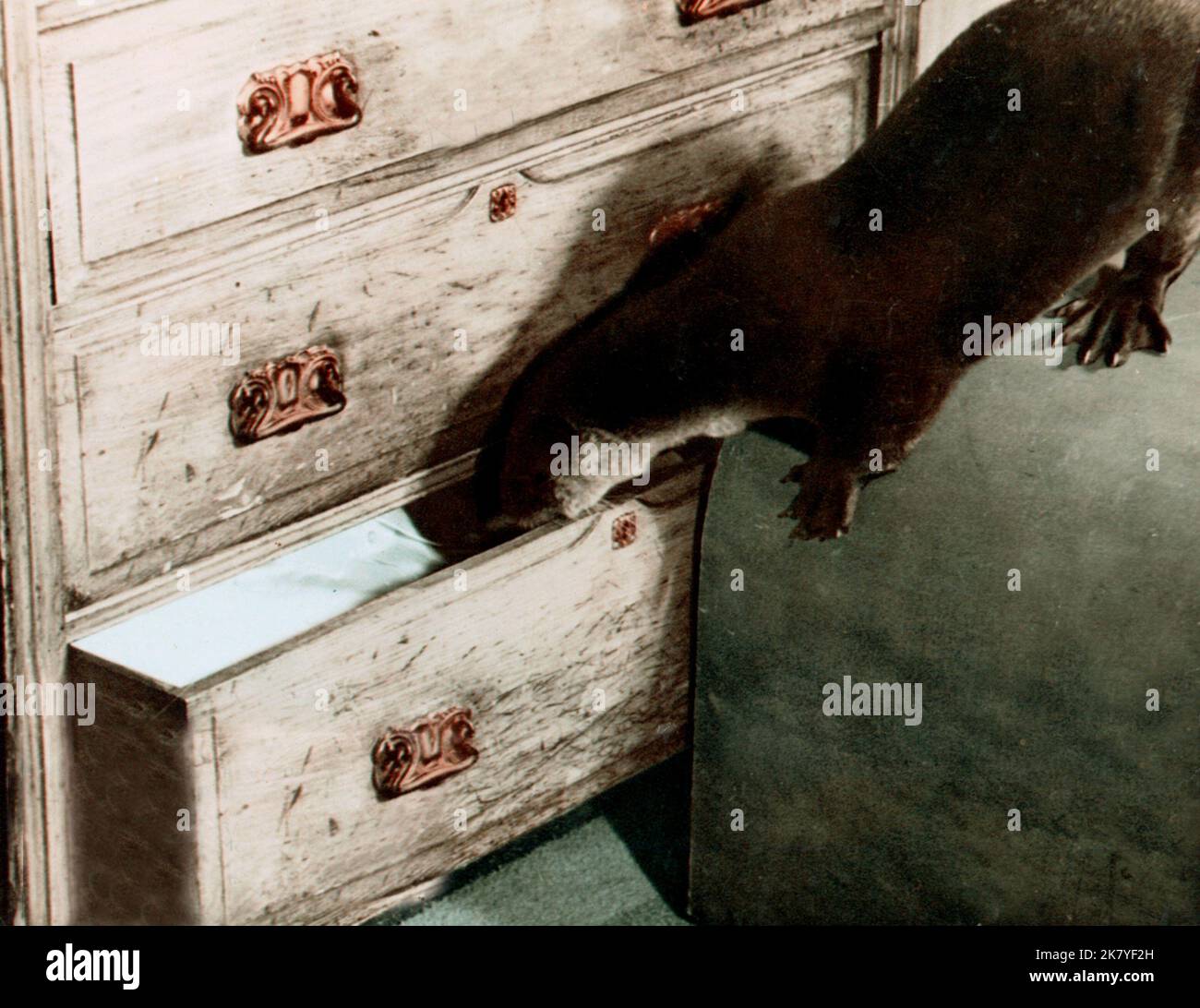 mij-the-otter-film-ring-of-bright-water-1969-director-jack-couffer