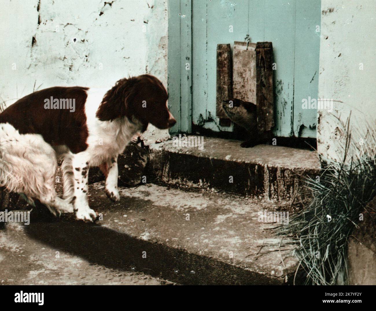 dog-mij-film-ring-of-bright-water-1967-director-jack-couffer-18