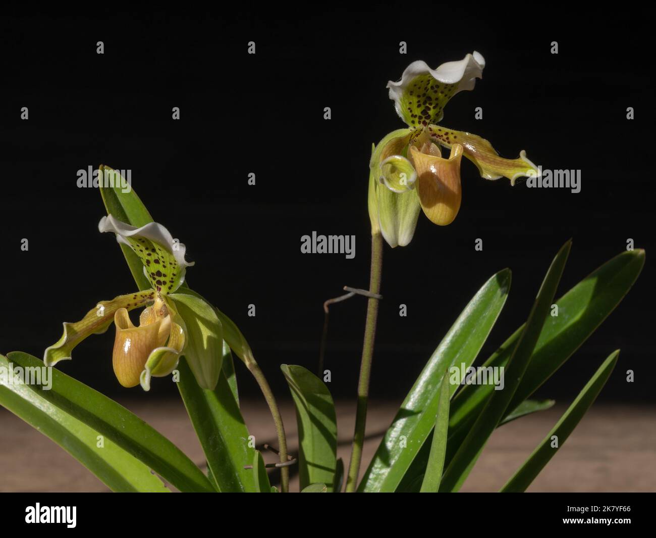 Beautiful yellow brown and green flowers of lady slipper orchid species paphiopedilum exul isolated on dark background Stock Photo