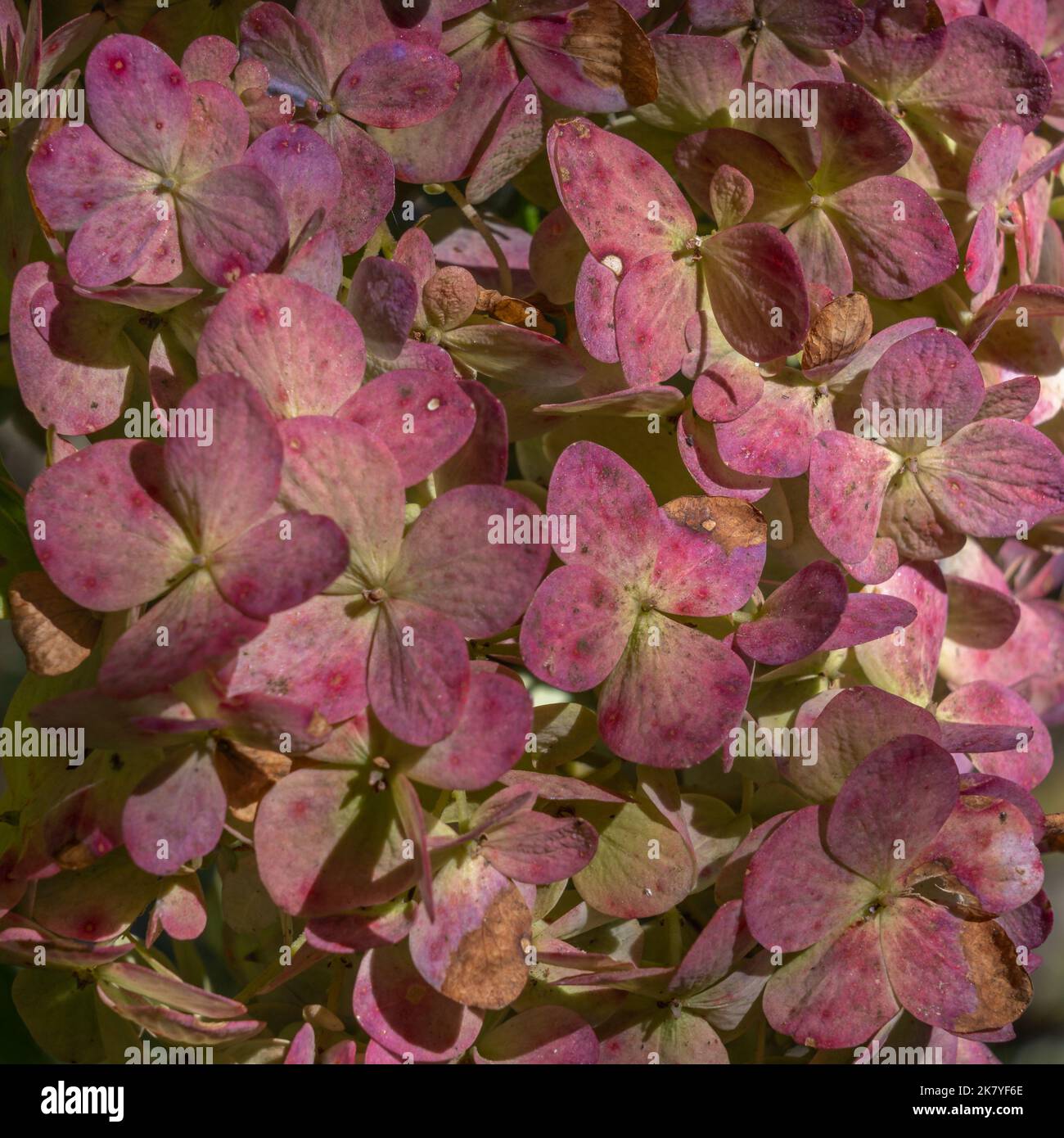 Detail pastel color closeup view of beautiful wilting hydrangea macrophylla pink flowers in natural outdoor setting Stock Photo