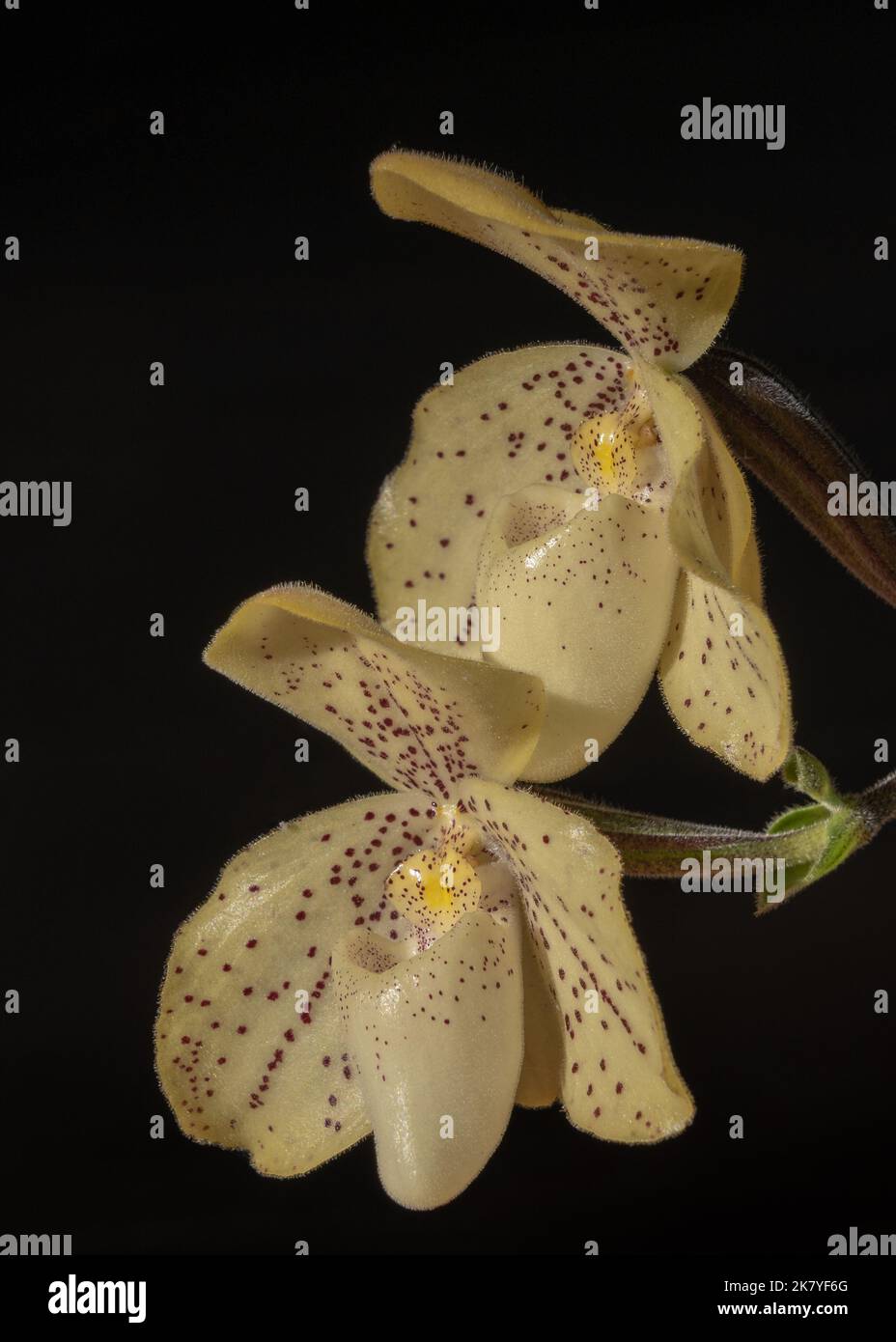 Closeup view of beautiful yellow lady slipper orchid paphiopedilum concolor species with two flowers in sunlight isolated on black background Stock Photo
