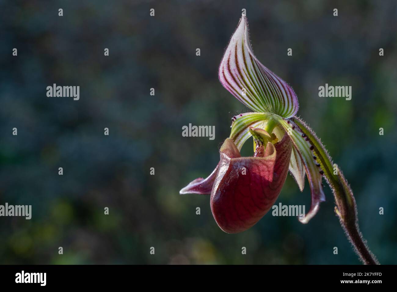 Closeup side view of beautiful purple, white and green lady slipper orchid flower paphiopedilum fowliei species isolated on natural background Stock Photo