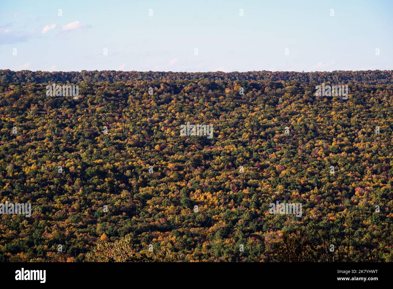Hardwood trees hi-res stock photography and images - Alamy