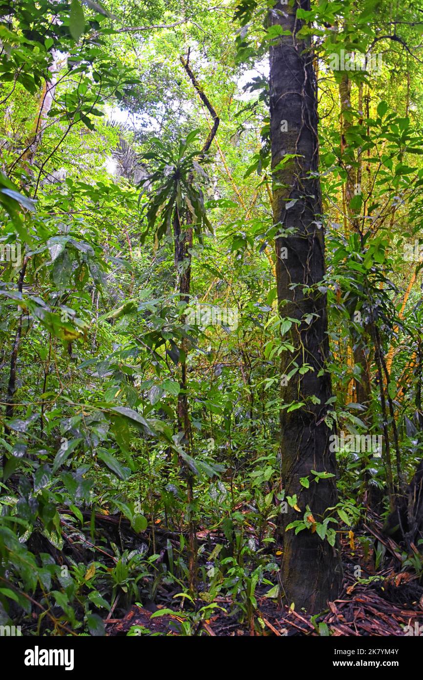 Waterfall Jaco Costa Rica, Trail views, Catarastas Valle Encantado