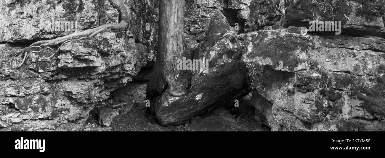 An ancient shoreline of fissured limestone surrounds a relative newcomer in a couple hundred year old cedar trunk, Door County, Wisconsin Stock Photo