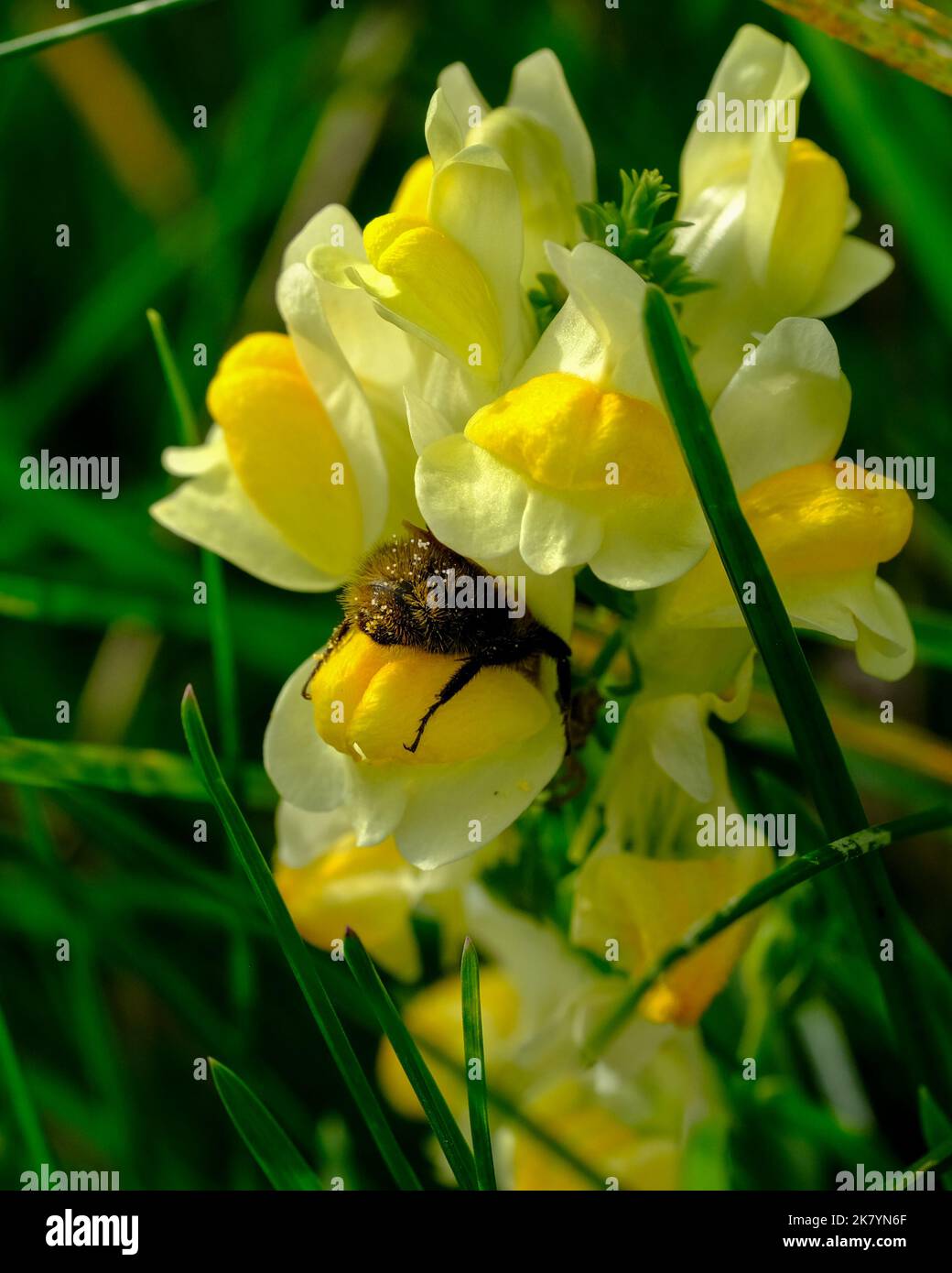 Macro shot of a bee or bumblebee details that are otherwise hard to