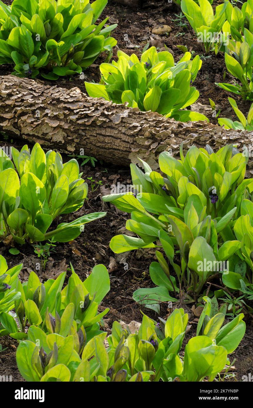 Virginia Bluebells (Mertensia virginica) emerge in spring around a fugi covered log, Messemger Wood Stock Photo