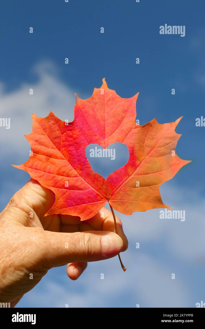 Hand holding leaf with heart cut out with fall colours Stock Photo