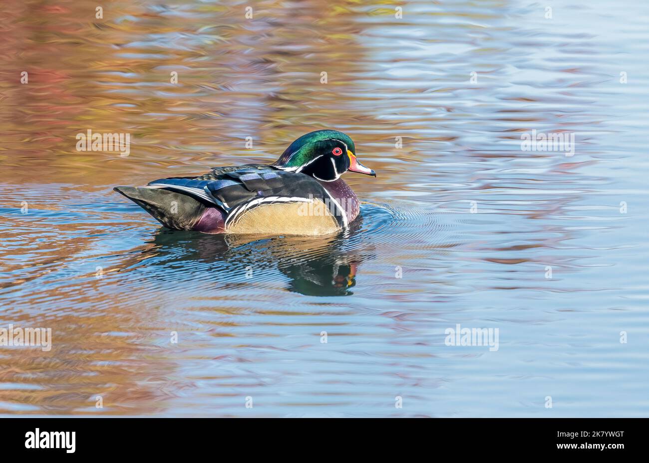 Wood duck (Aix sponsa), Inglewood Bird Sanctuary, Calgary, Alberta