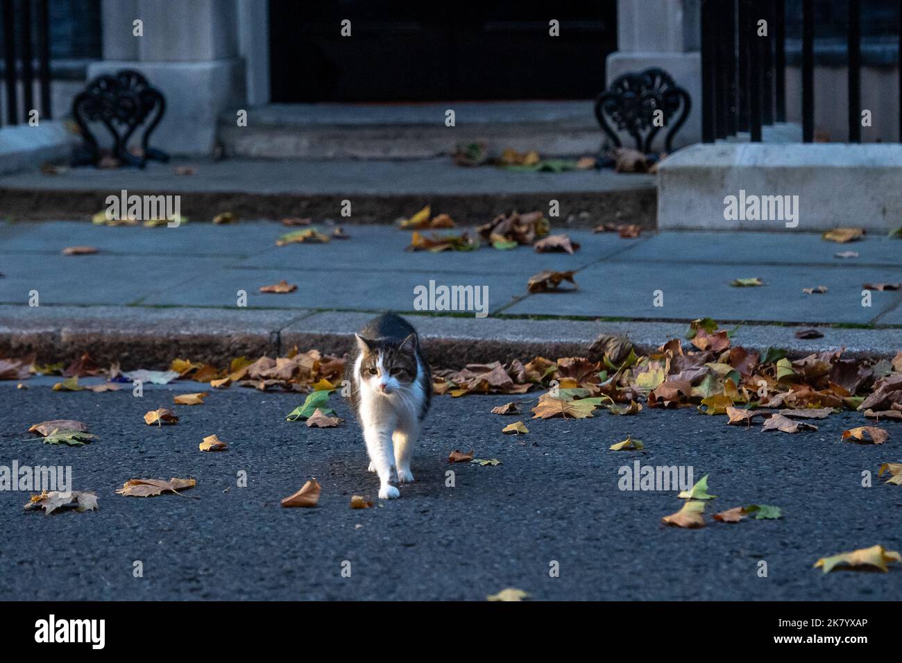 Westminster, London, UK. 19th October, 2022. Larry the Cat goes for a