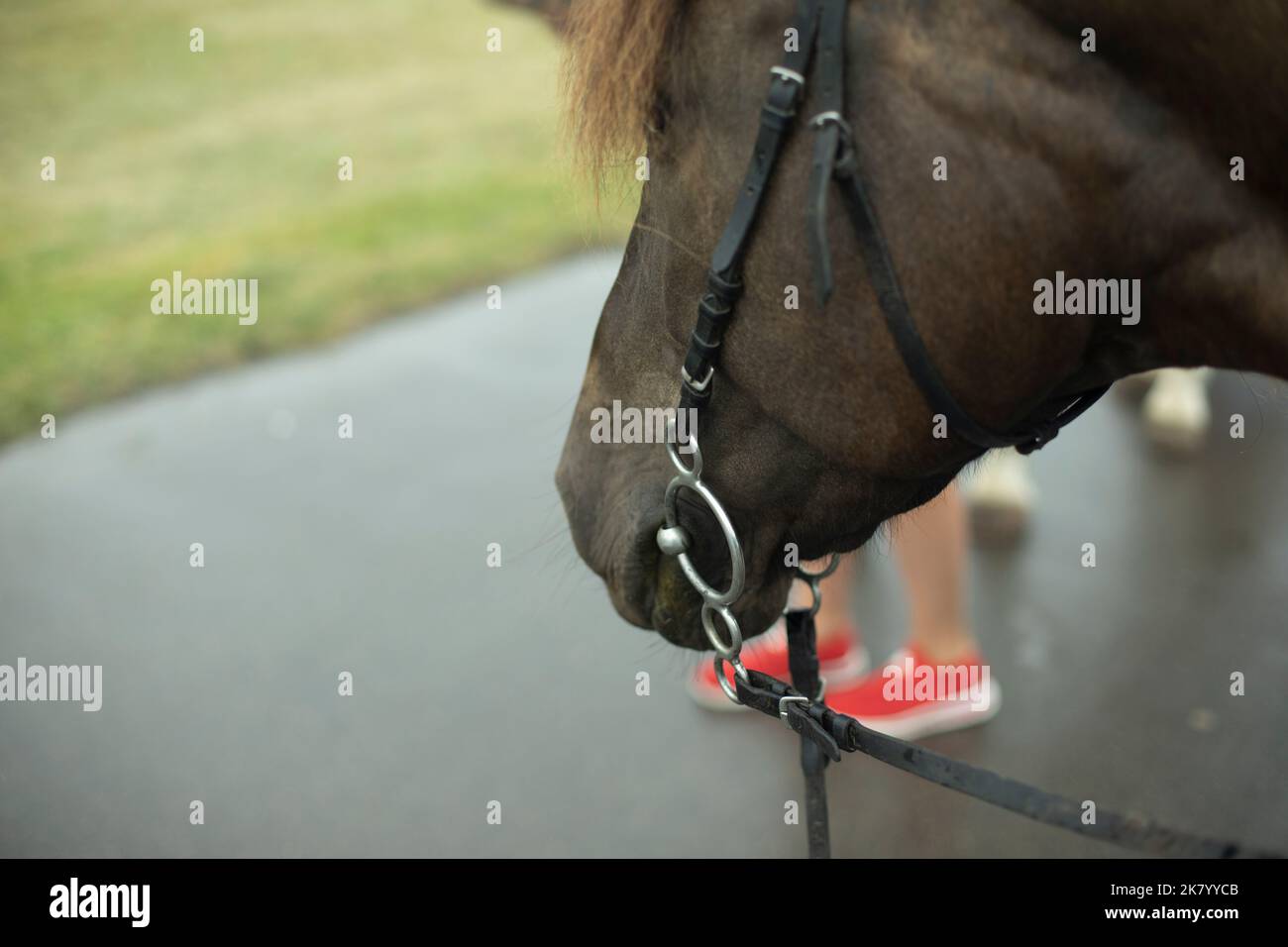 Horses face. Animal on street. Brown horse. Bridle in teeth of animal