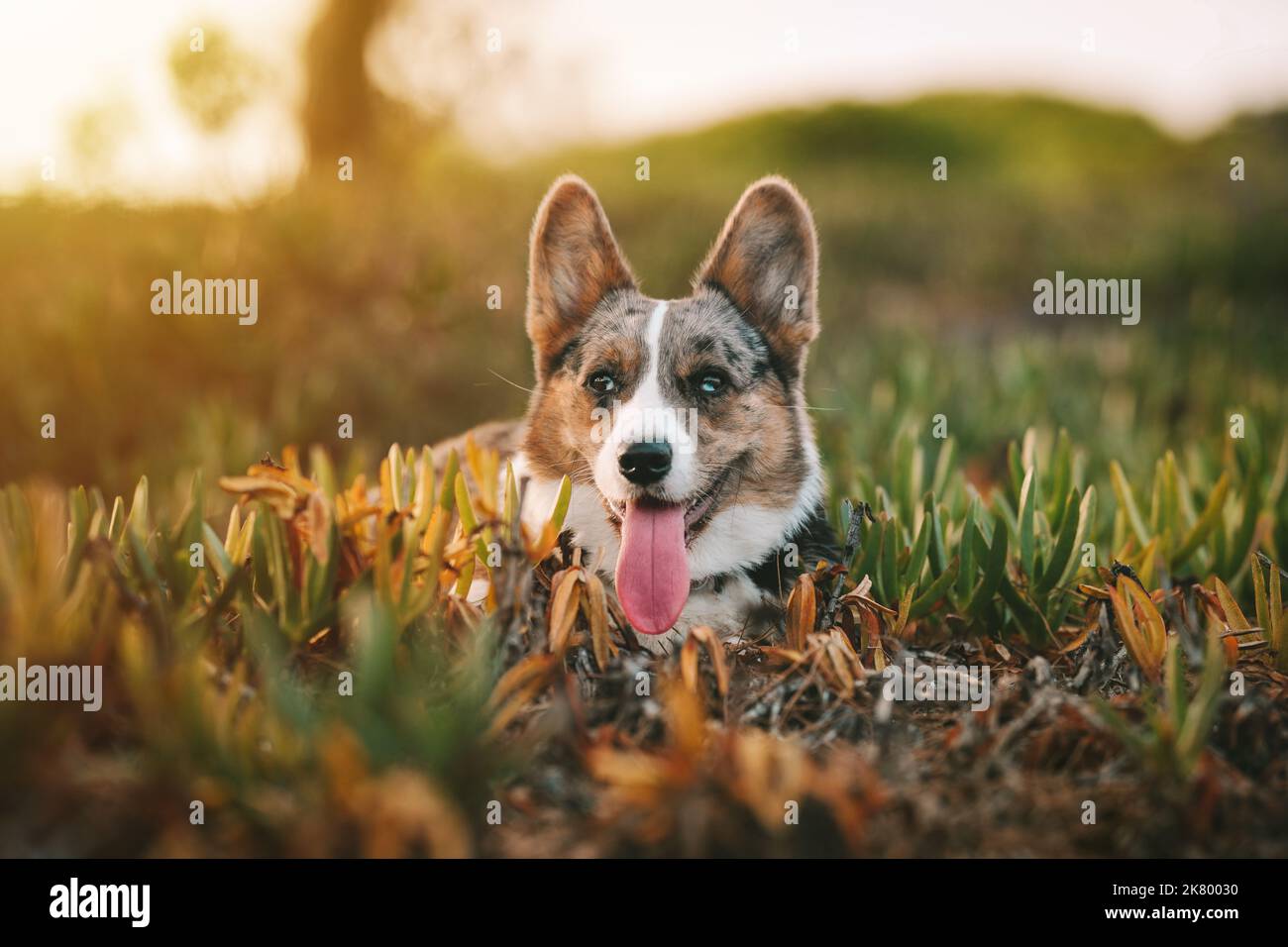 Happy small welsh corgi dog laying on the ground outdoors at sunset. Stock Photo