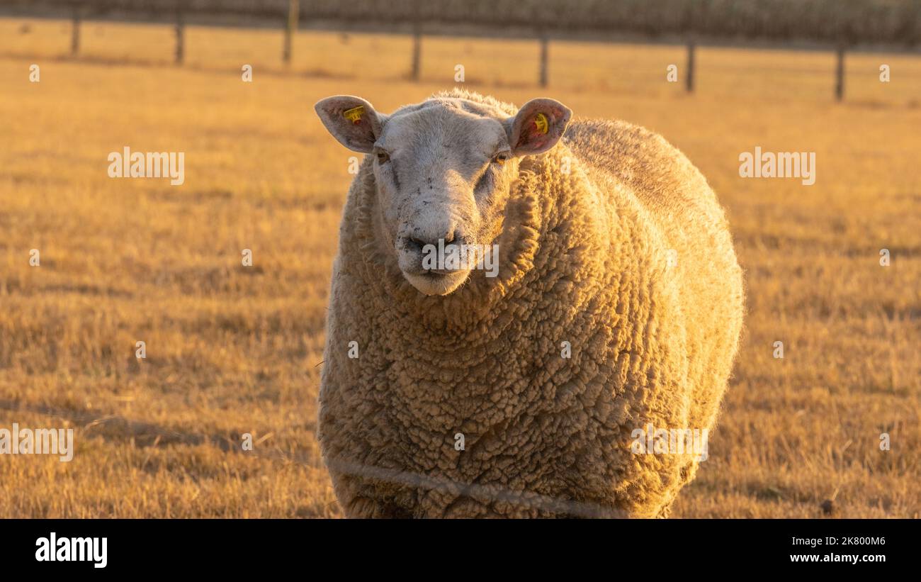 white Sheep.sheep farm. Farm animals. White lamb in paddock.Breeding and rearing sheep.Sheep woolen breeds. Stock Photo