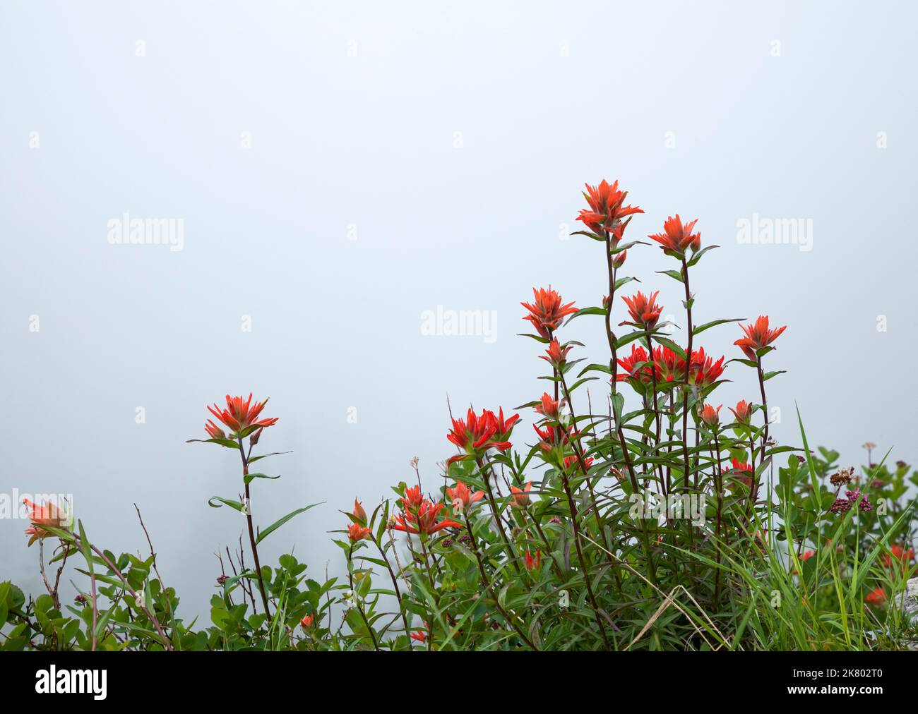 WA22429-00...WASHINGTON - Paintbrush blooming on a cloudy day along the Boundary Trail in Mount St. Helens National Volcanic Monument. Stock Photo