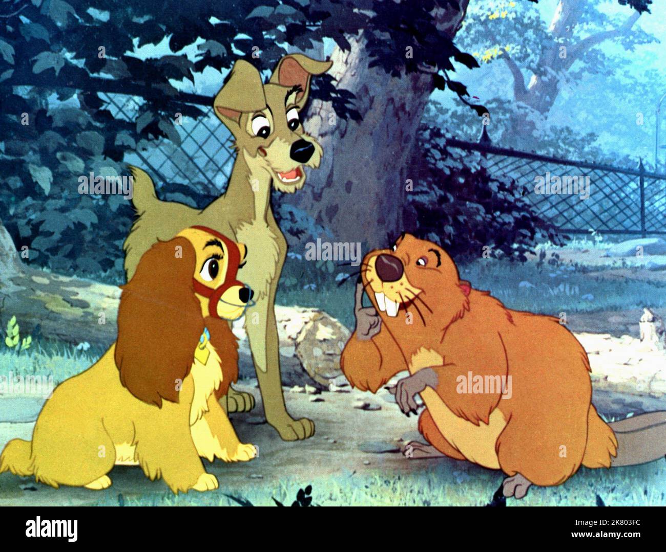 Lady, Tramp & Beaver Film: Lady And The Tramp (USA 1955) Characters: Lady,Tramp & Beaver  Regie: Clyde Geronimi, Wilfred Jackson, Hamilton Luske, Director: C Geronimi, W Jackson, H Luske 16 June 1955   **WARNING** This Photograph is for editorial use only and is the copyright of DISNEY and/or the Photographer assigned by the Film or Production Company and can only be reproduced by publications in conjunction with the promotion of the above Film. A Mandatory Credit To DISNEY is required. The Photographer should also be credited when known. No commercial use can be granted without written author Stock Photo