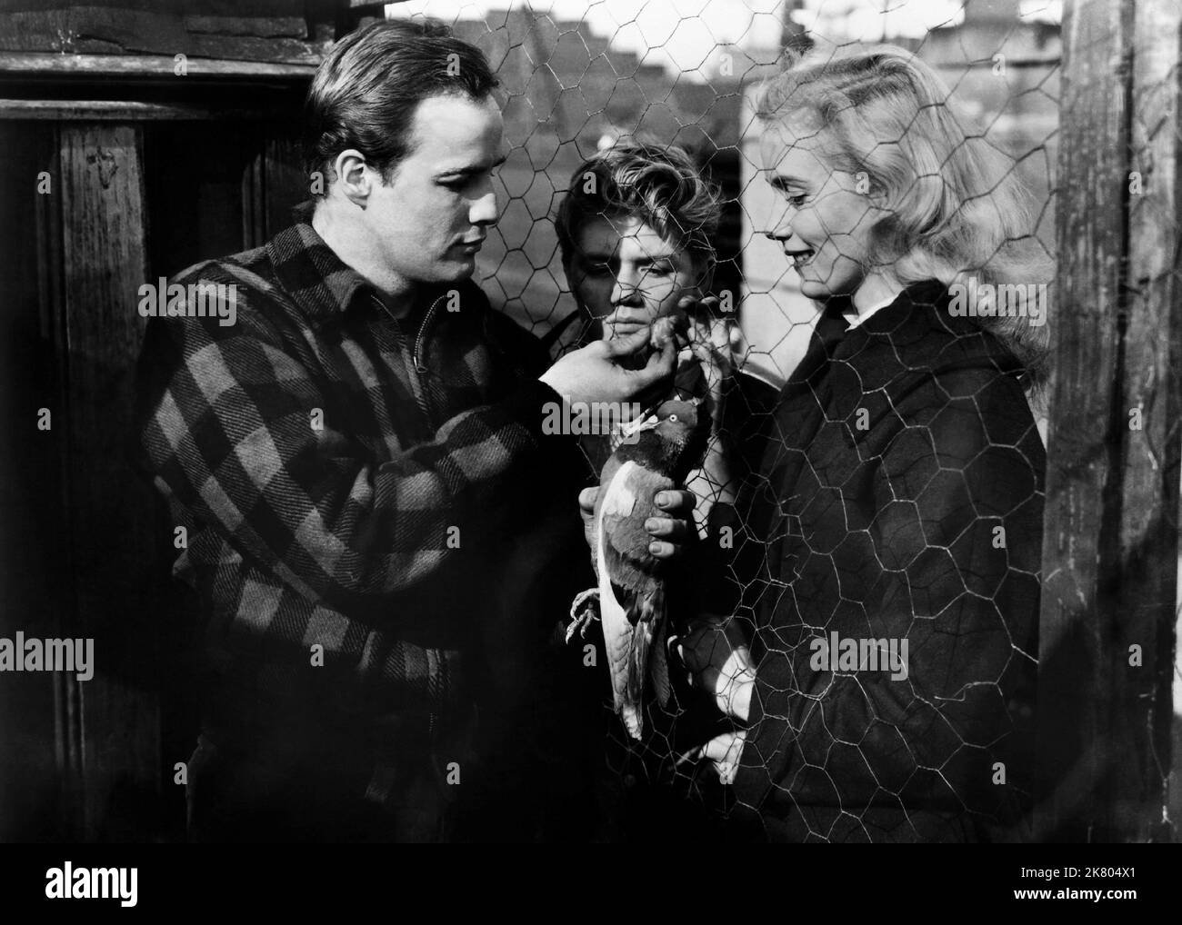 Marlon Brando & Eva Marie Saint Film: On The Waterfront (USA 1964) Characters: Terry Malloy & Edie Doyle  Director: Elia Kazan 22 June 1954   **WARNING** This Photograph is for editorial use only and is the copyright of COLUMBIA PICTURES and/or the Photographer assigned by the Film or Production Company and can only be reproduced by publications in conjunction with the promotion of the above Film. A Mandatory Credit To COLUMBIA PICTURES is required. The Photographer should also be credited when known. No commercial use can be granted without written authority from the Film Company. Stock Photo