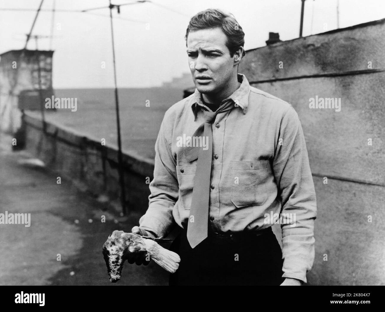 Marlon Brando Film: On The Waterfront (USA 1964) Characters: Terry Malloy  Director: Elia Kazan 22 June 1954   **WARNING** This Photograph is for editorial use only and is the copyright of COLUMBIA PICTURES and/or the Photographer assigned by the Film or Production Company and can only be reproduced by publications in conjunction with the promotion of the above Film. A Mandatory Credit To COLUMBIA PICTURES is required. The Photographer should also be credited when known. No commercial use can be granted without written authority from the Film Company. Stock Photo