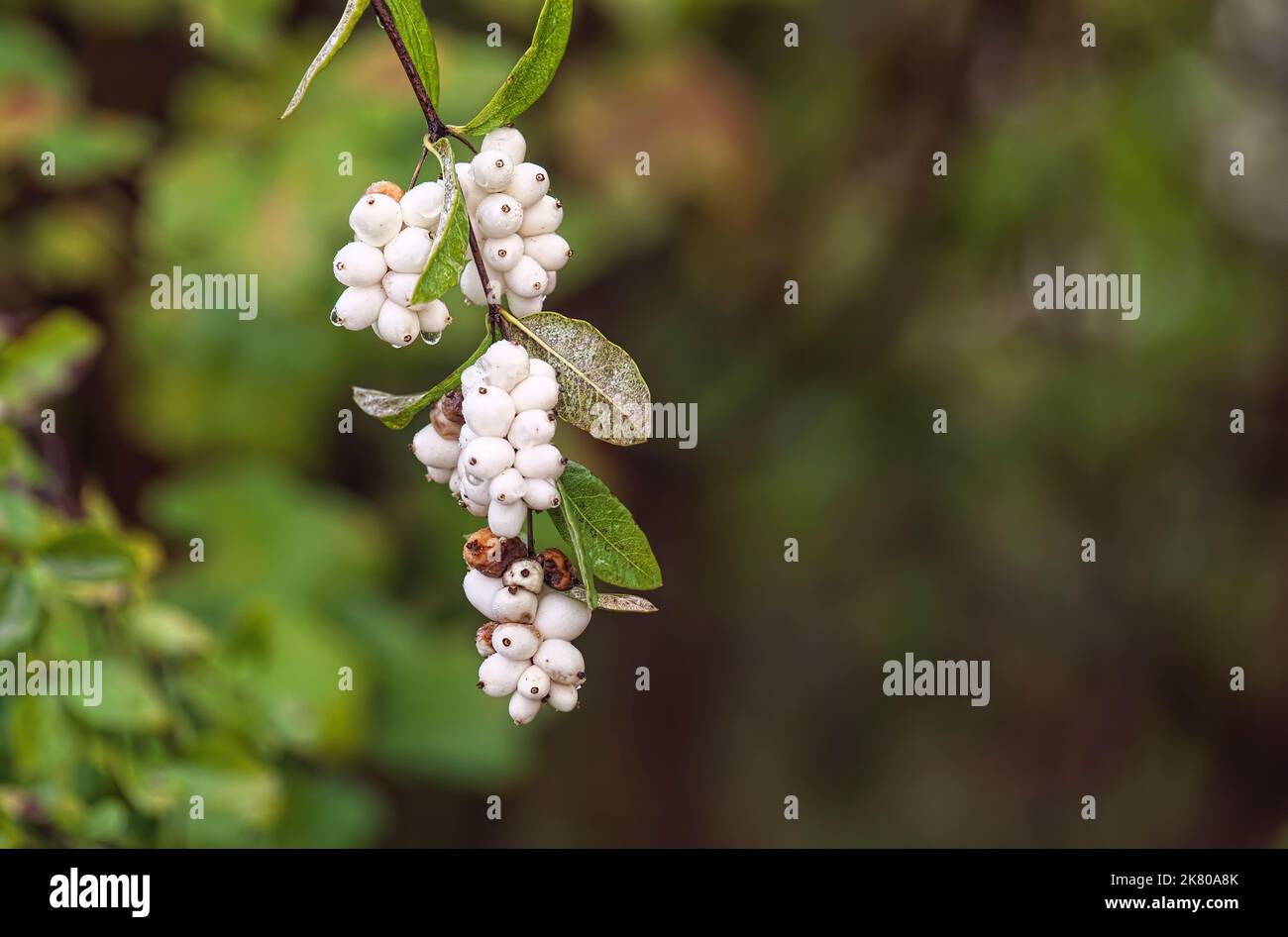 Common Snowberry branch with fruit (Symphoricarpos albus) in the autumn with copy space. Stock Photo