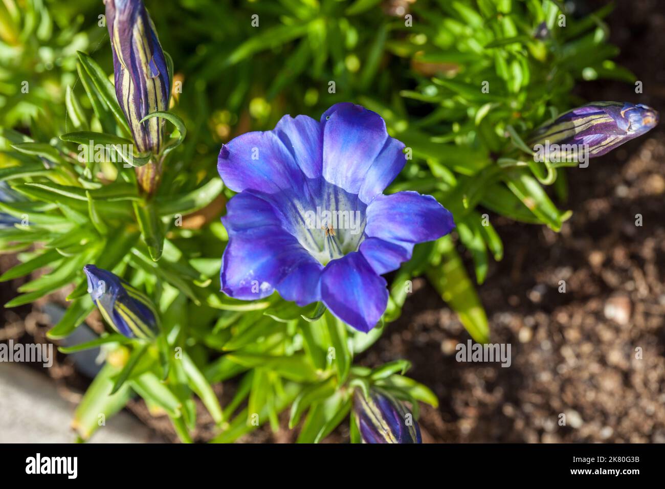 'Blue Silk' Showy Chinese Gentian, Höstgentiana (Gentiana sinoornata