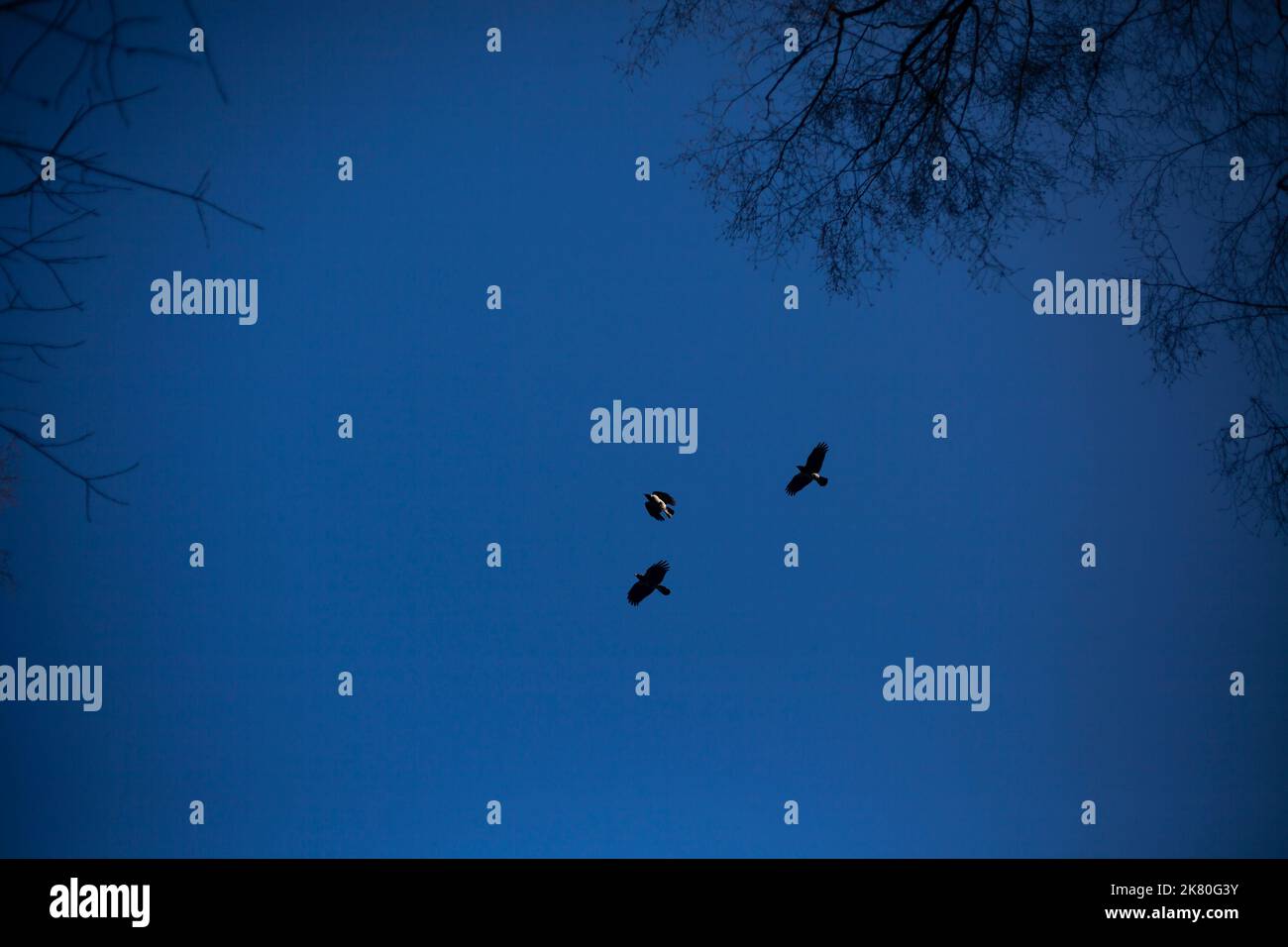 Crows fly in flocks against a blue sky. Flight of birds. Mystical ...