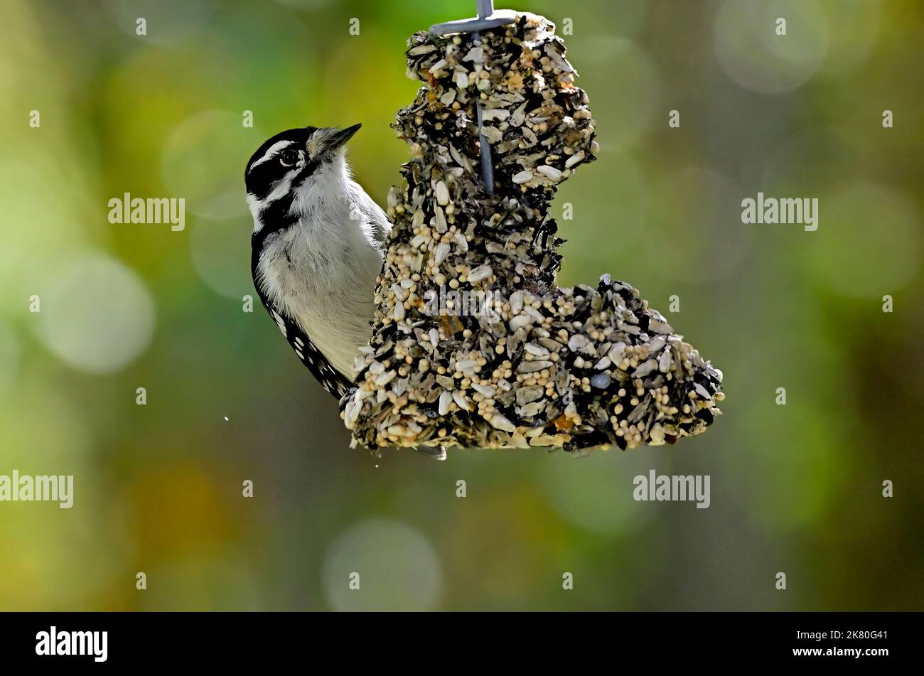 A Downey woodpecker ' Picoides pubescens', pecking on a hanging bird feeder in rural Alberta Canada. Stock Photo