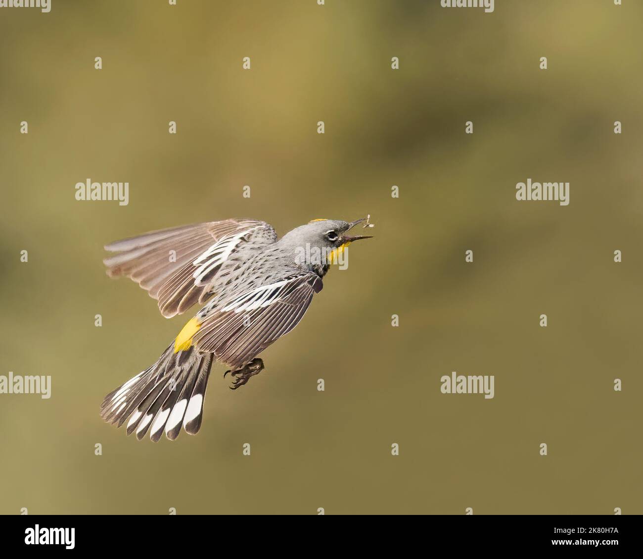 A Yellow-rumped Warbler snatches an insect from mid-air Stock Photo