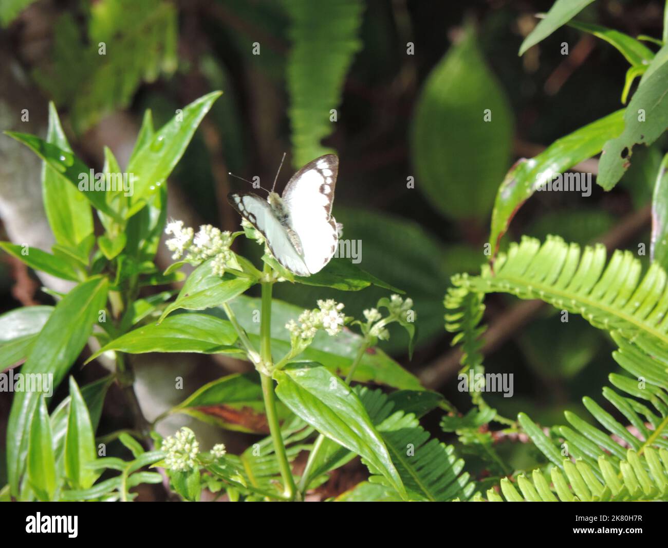 Insects in Sri Lanka, Visit Sri Lanka Stock Photo Alamy