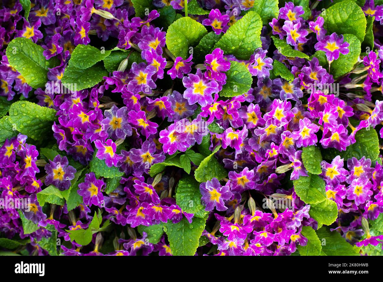 Purple flowers in garden. Beautiful flowers. Garden details. Many small petals. Stock Photo