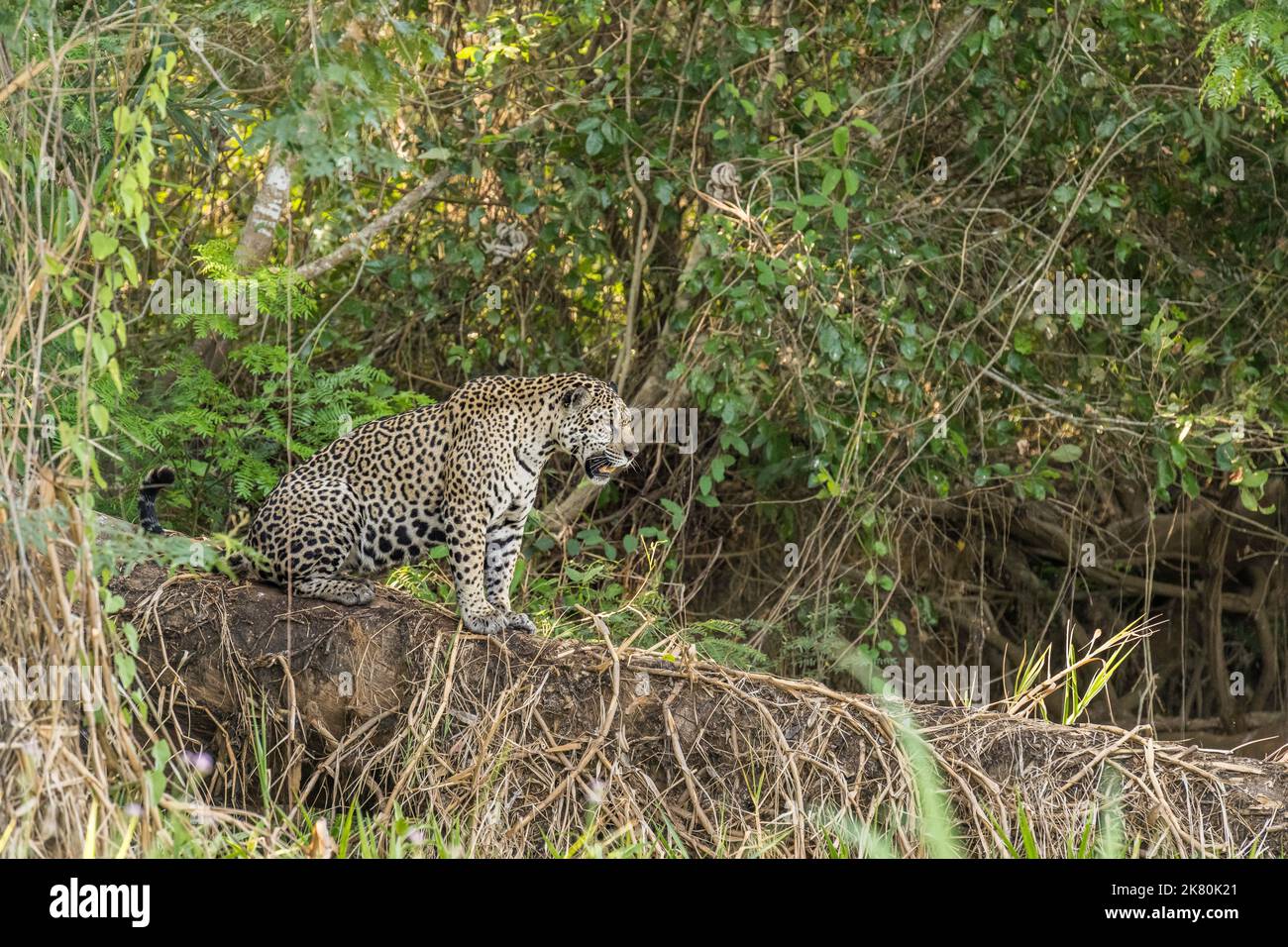 jaguar sitting on haunches in the Pantanal Jungle Stock Photo