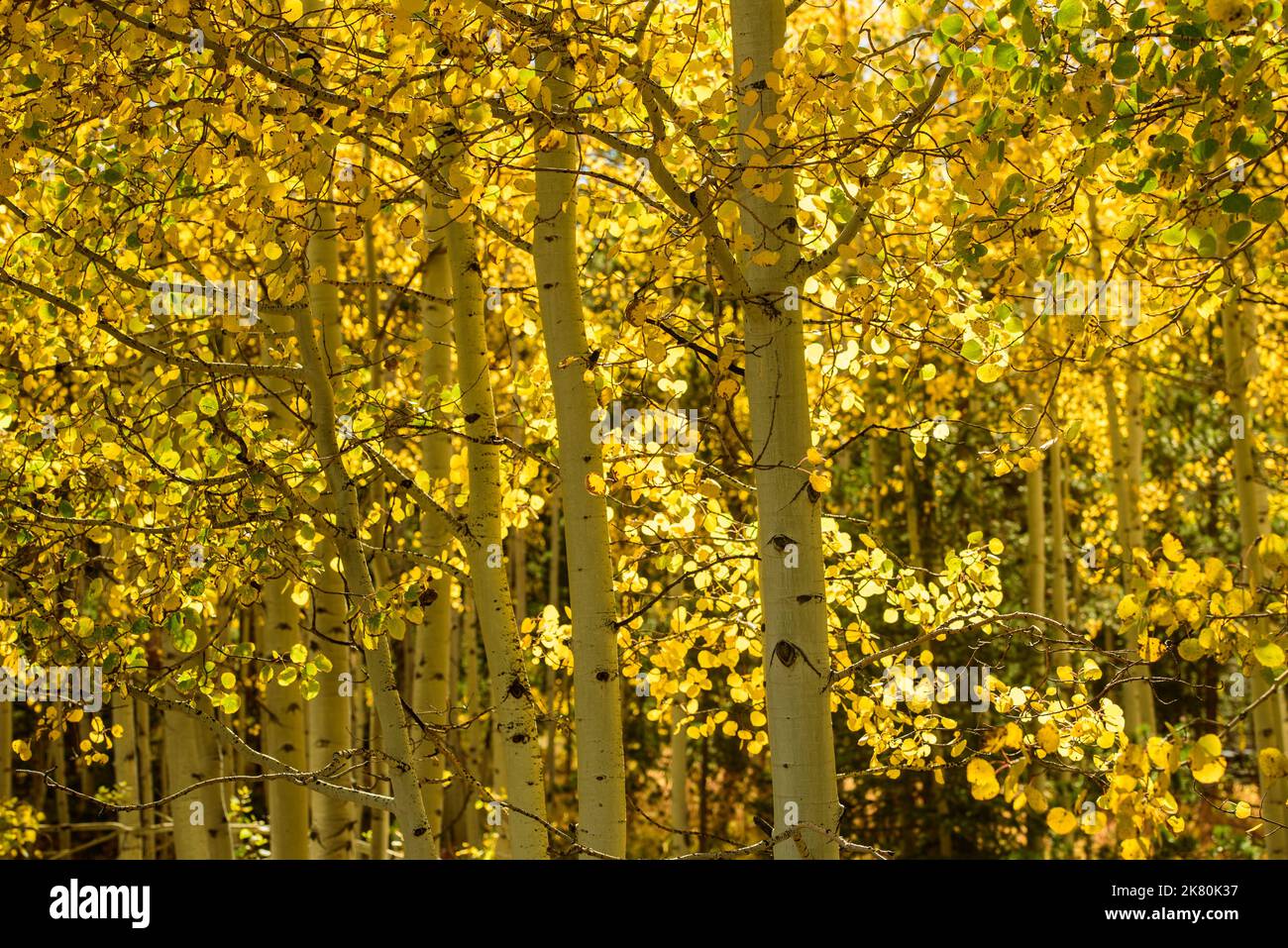 Aspen tree in full fall color Stock Photo Alamy