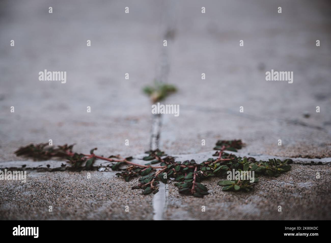 Purslane weed growing through a crack and joint between two concrete