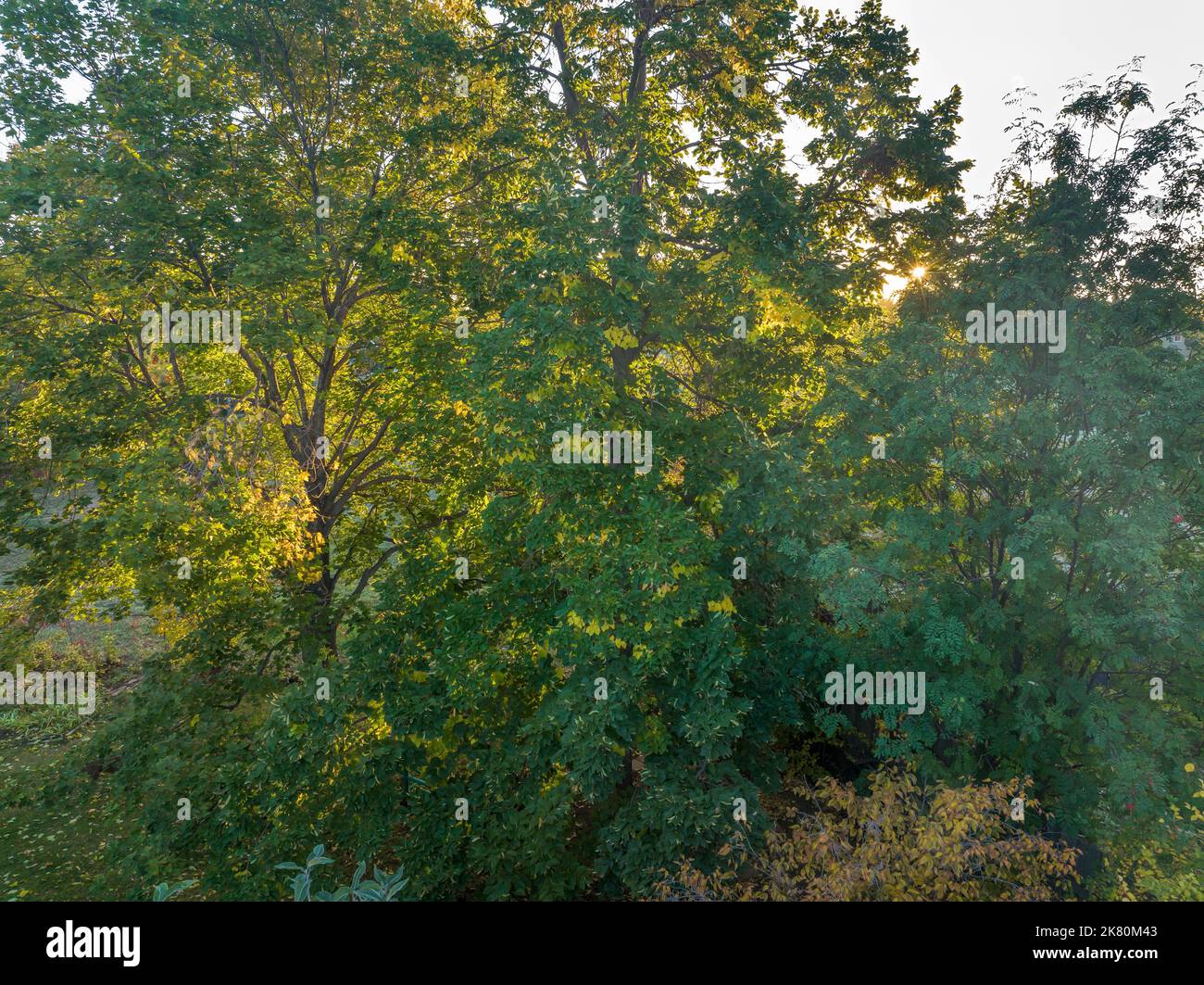 warm sun shining through tree foliage in backyard, aerial view of fall