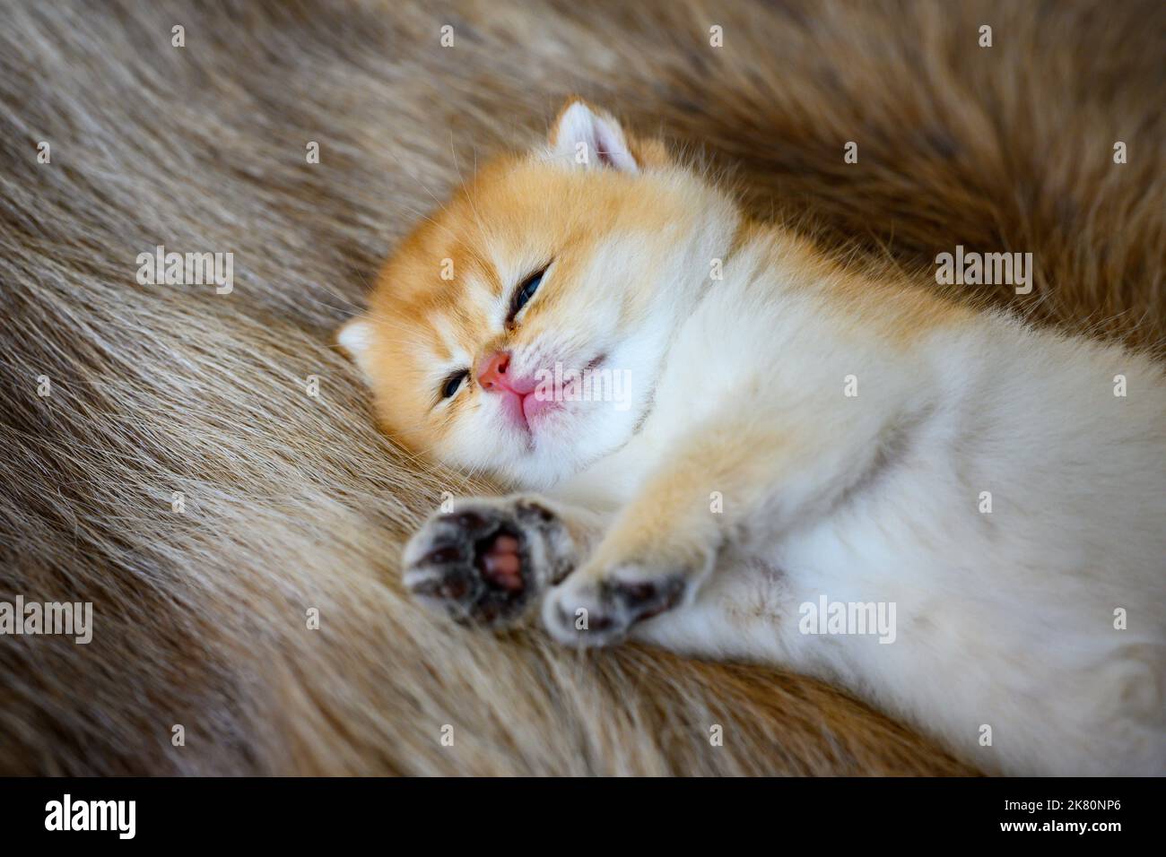 Little kitten is sleepy on a brown fur carpet, golden British Shorthair