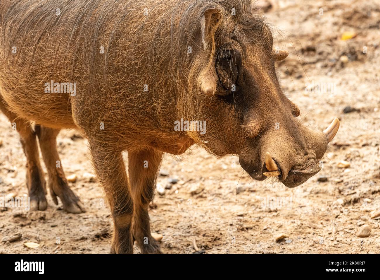 Common warthog (Phacochoerus africanus) from Africa at Zoo Atlanta in Atlanta, Georgia. (USA) Stock Photo