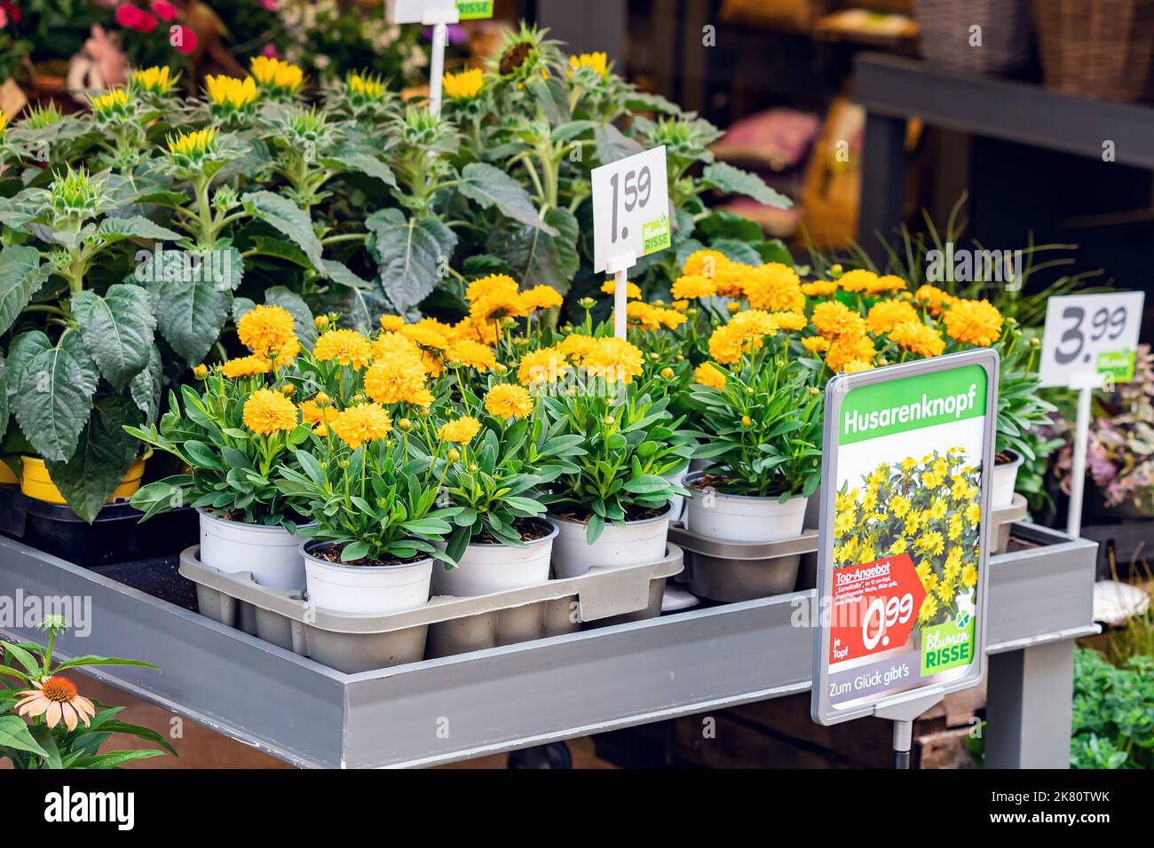 25 July 2022, Osnabruck, Germany: Mexican creeping zinnia Plant and flowers in pots for sale at florist market or shop Stock Photo
