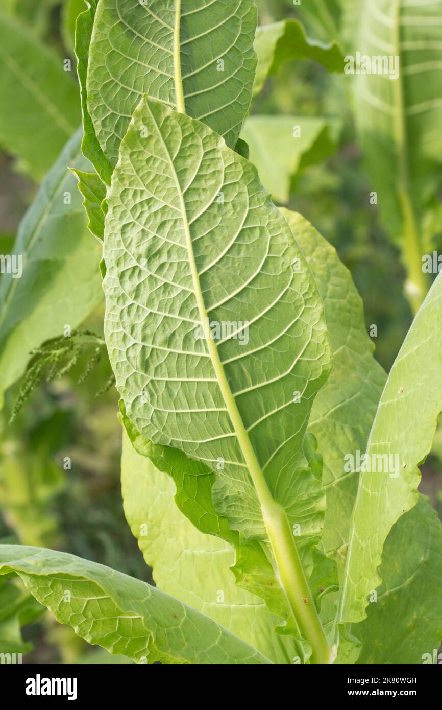 Tobacco leaf on tobacco plants farm Stock Photo Alamy