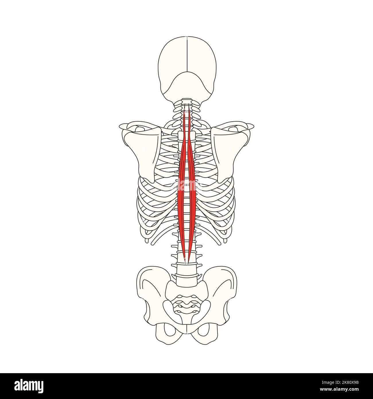 human anatomy drawing muscle spinalis Stock Photo