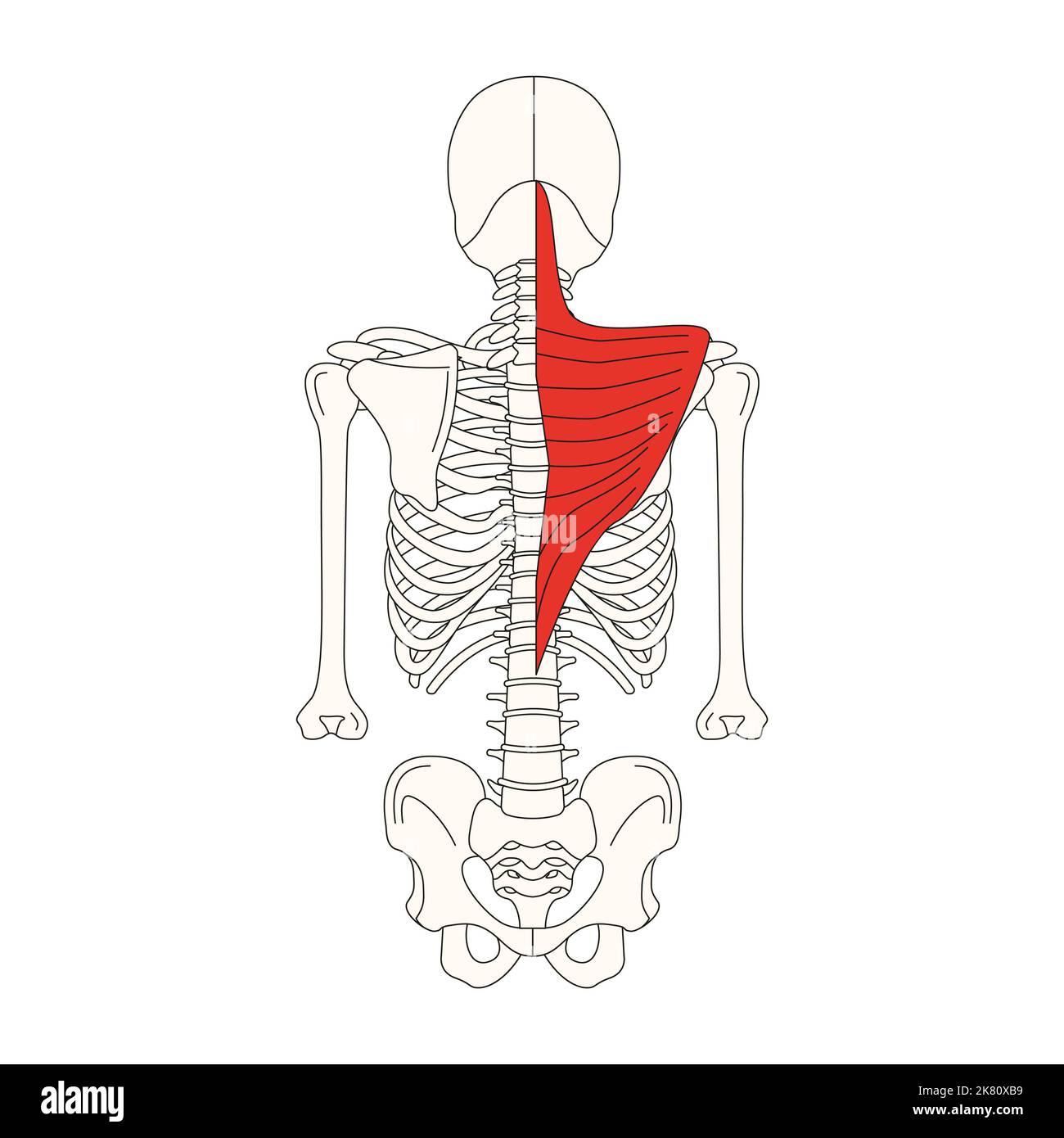 human anatomy drawing trapezius Stock Photo