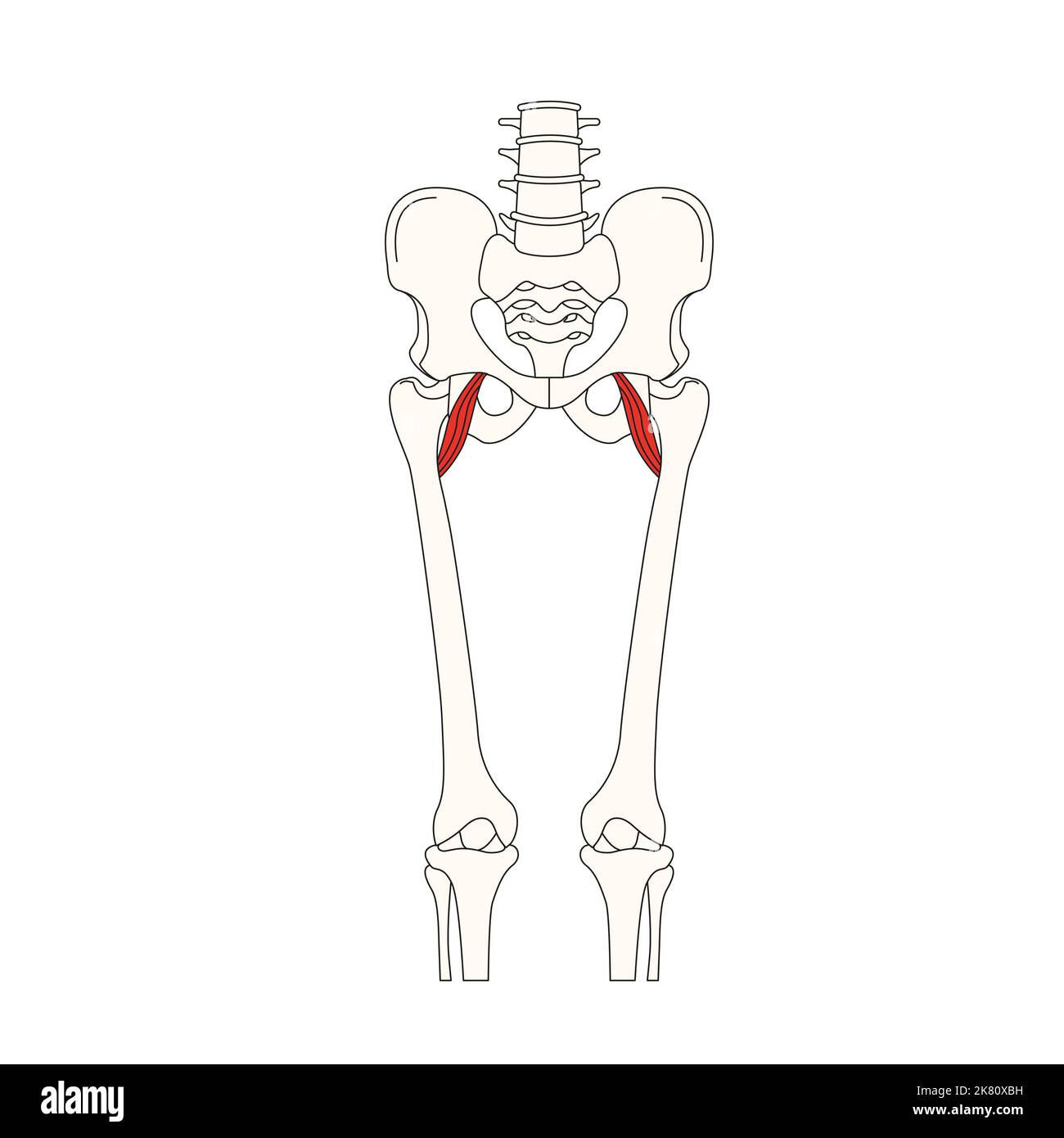 human anatomy drawing musculus pectineus Stock Photo Alamy