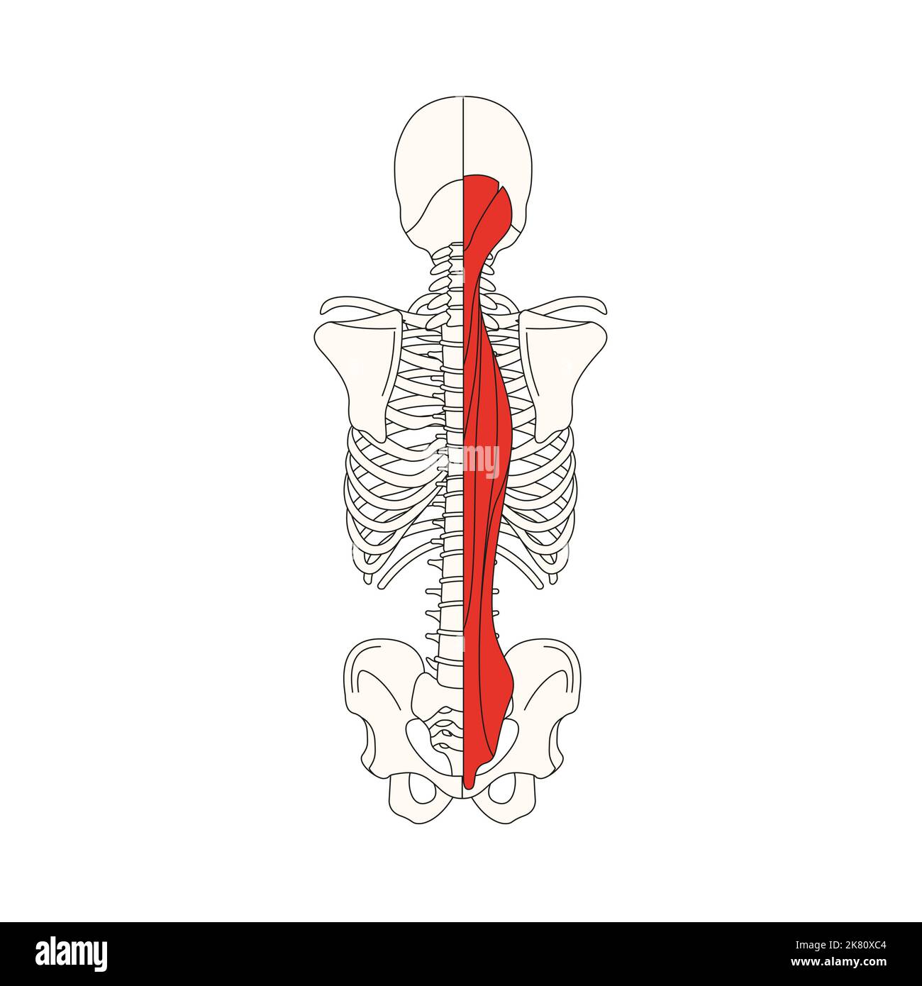 Human anatomy drawing erector spinae muscle stock photo alamy