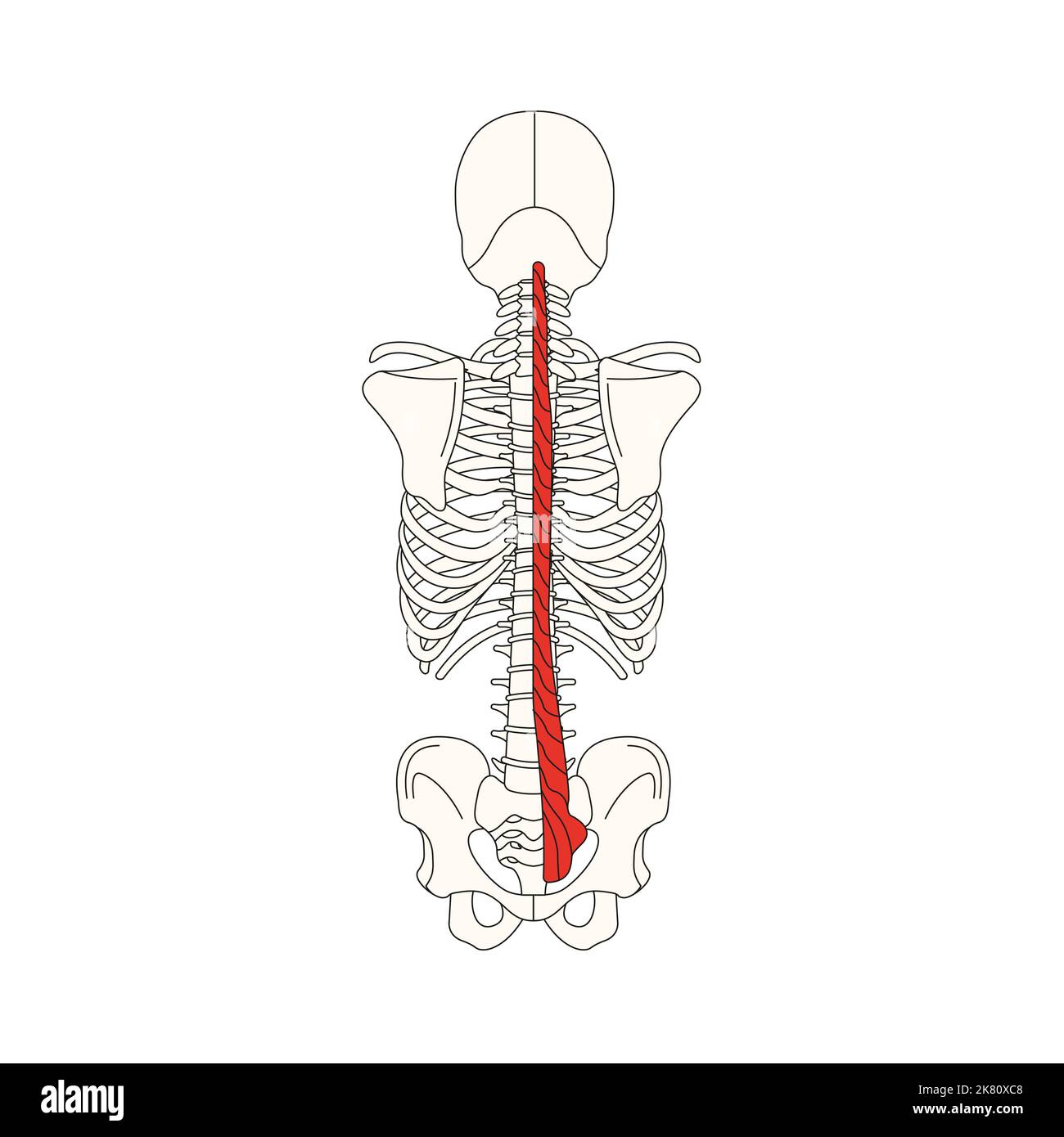 human anatomy drawing musculi multifidus Stock Photo