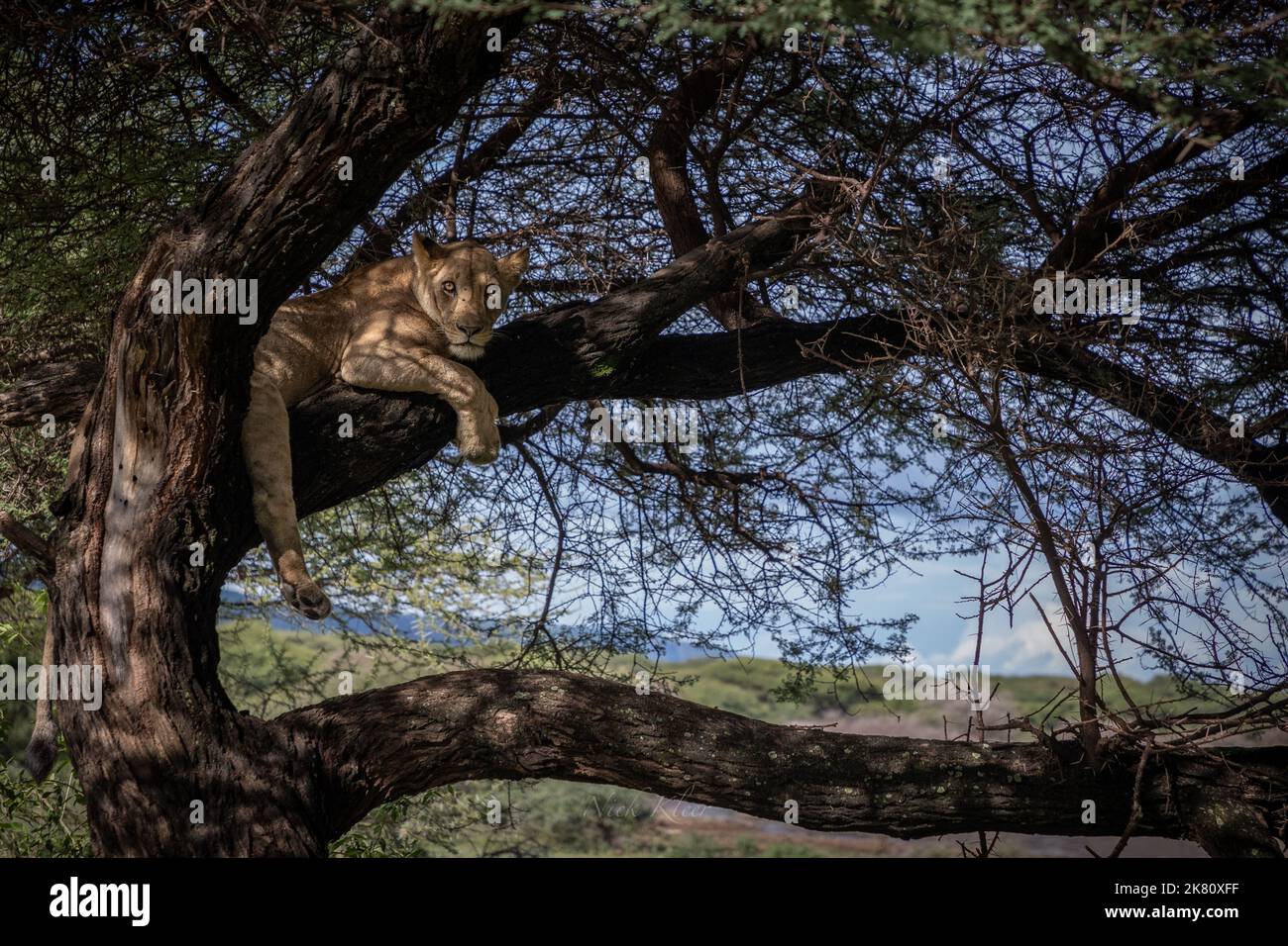 A lioness sleeping in a tree, photo taken on a safari in Tanzania Stock Photo