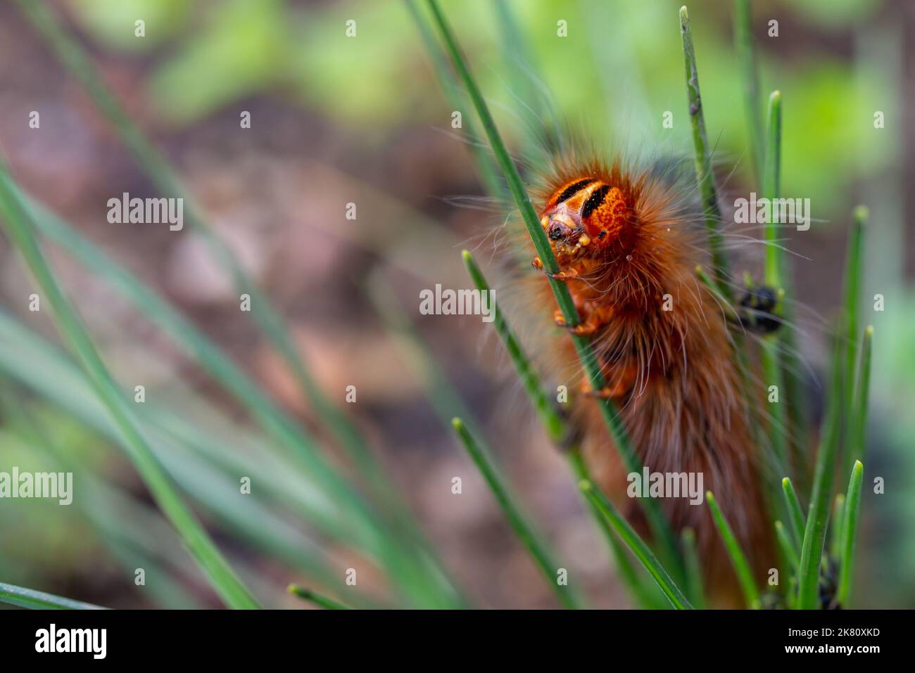 South African Wildlife Caterpillar of the Mountain White Spot Moth