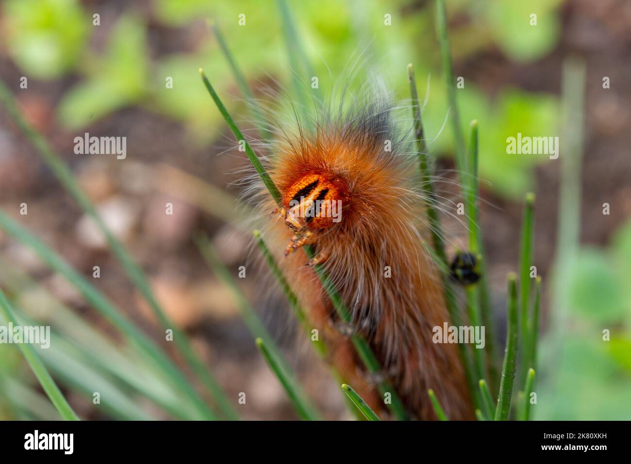 Mountain White Spot Caterpillar in natural habitat in Cape Town, South