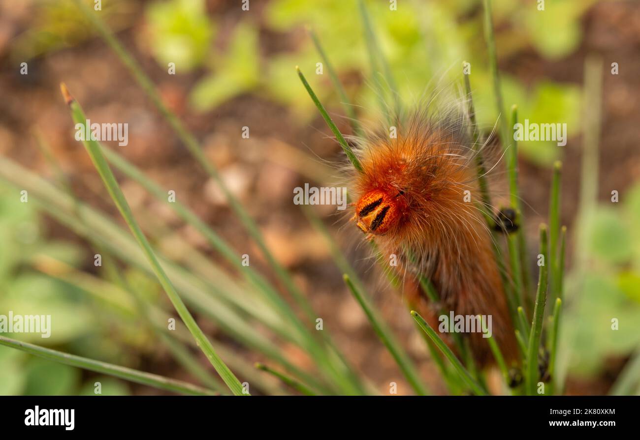 Front View of a Mountain WhiteSpot Caterpillar seen in Cape Town