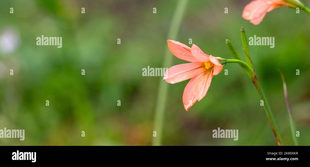 salmon flowered Moraea flaccida seen in natural habitat in Cape Town, South Africa, copyspace Stock Photo