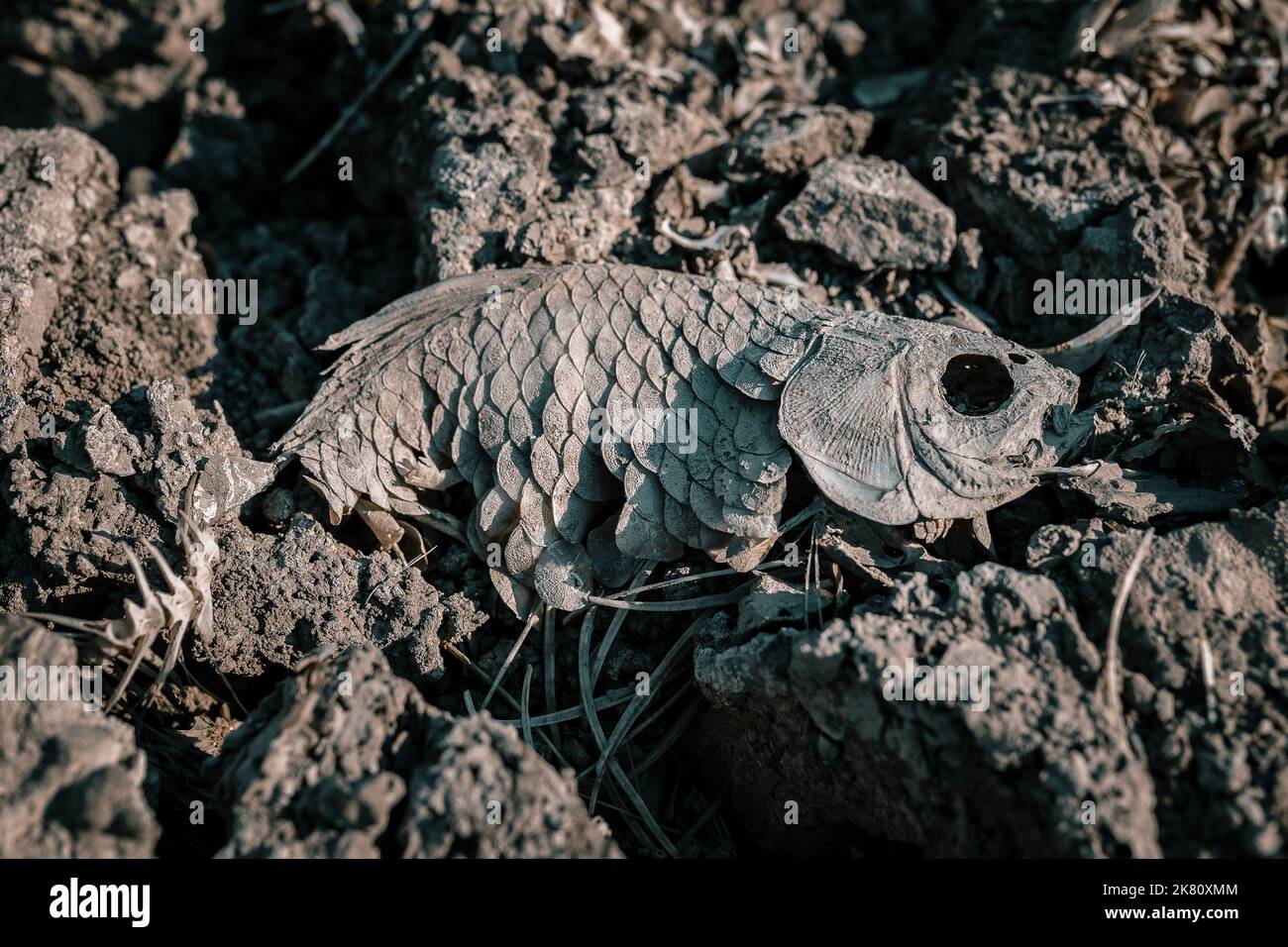 Badland dried cracked soil with dead fish Stock Photo Alamy