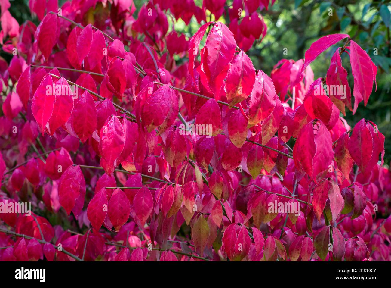 Bright red autumn leaves of ornamental shrub Euonymus alatus Compactus Stock Photo